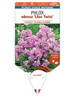 PHLOX adessa Lilac Twist