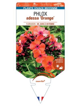 PHLOX adessa Orange