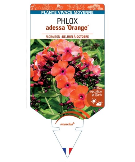 PHLOX adessa Orange