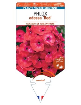 PHLOX adessa Red