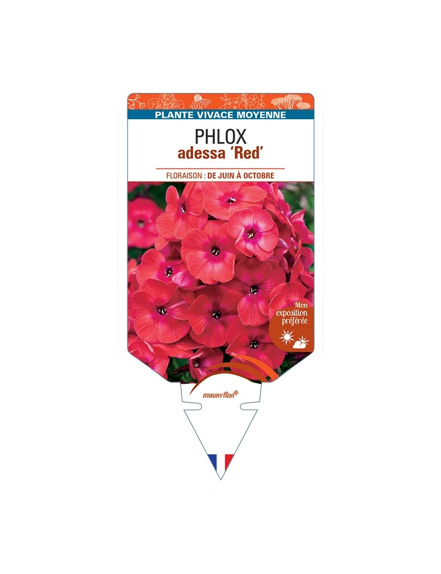 PHLOX adessa Red