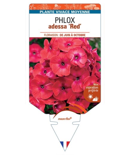 PHLOX adessa Red