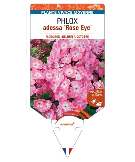 PHLOX adessa Rose Eye