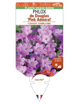 PHLOX douglasii Pink Admiral voir PHLOX de Douglas