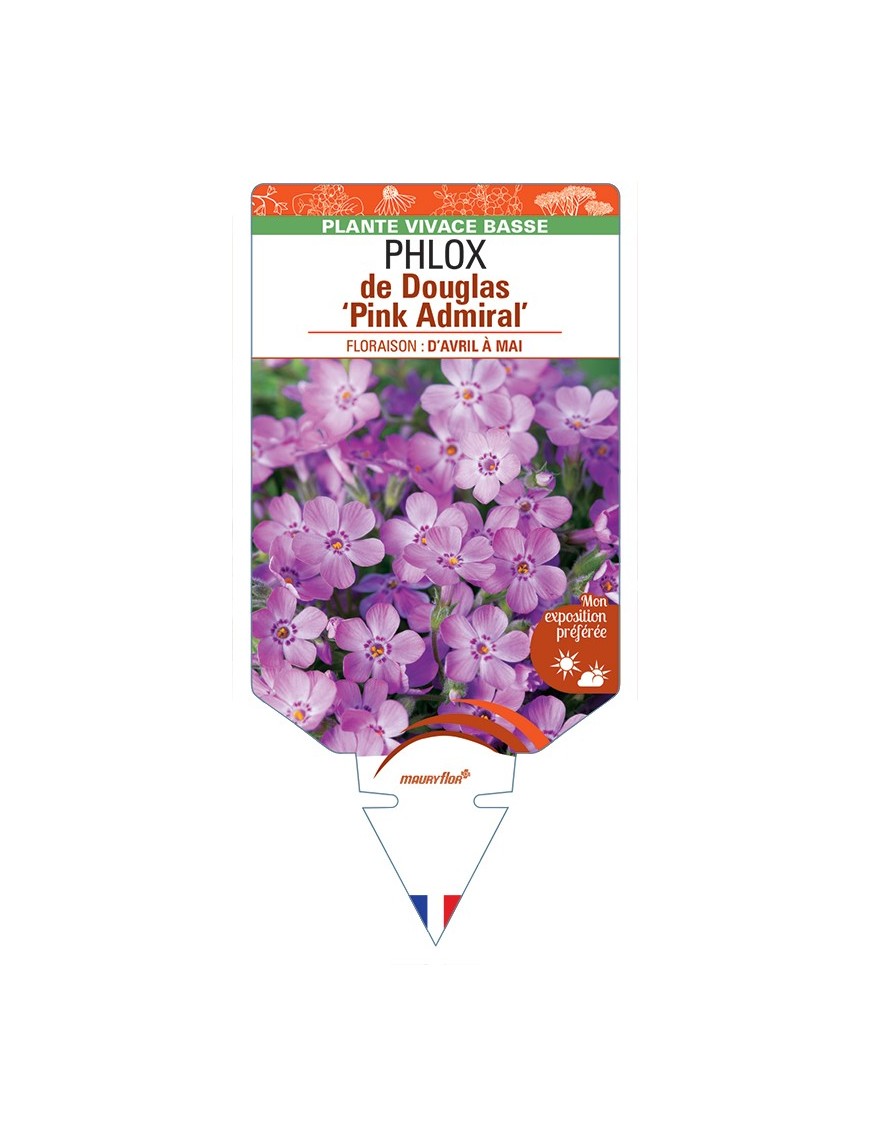 PHLOX douglasii Pink Admiral voir PHLOX de Douglas