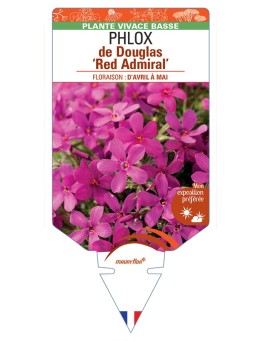 PHLOX douglasii Red Admiral voir PHLOX de Douglas