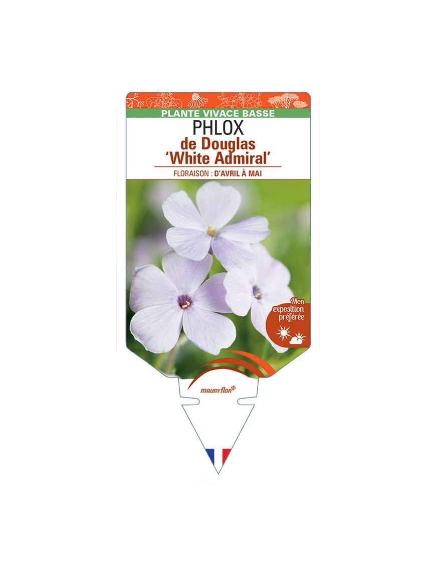 PHLOX douglasii White Admiral voir PHLOX de Douglas