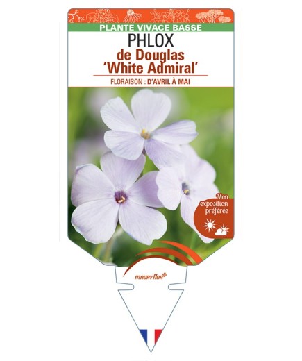 PHLOX douglasii White Admiral voir PHLOX de Douglas