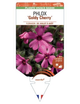 PHLOX Goldy Cherry