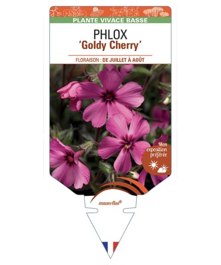 PHLOX Goldy Cherry