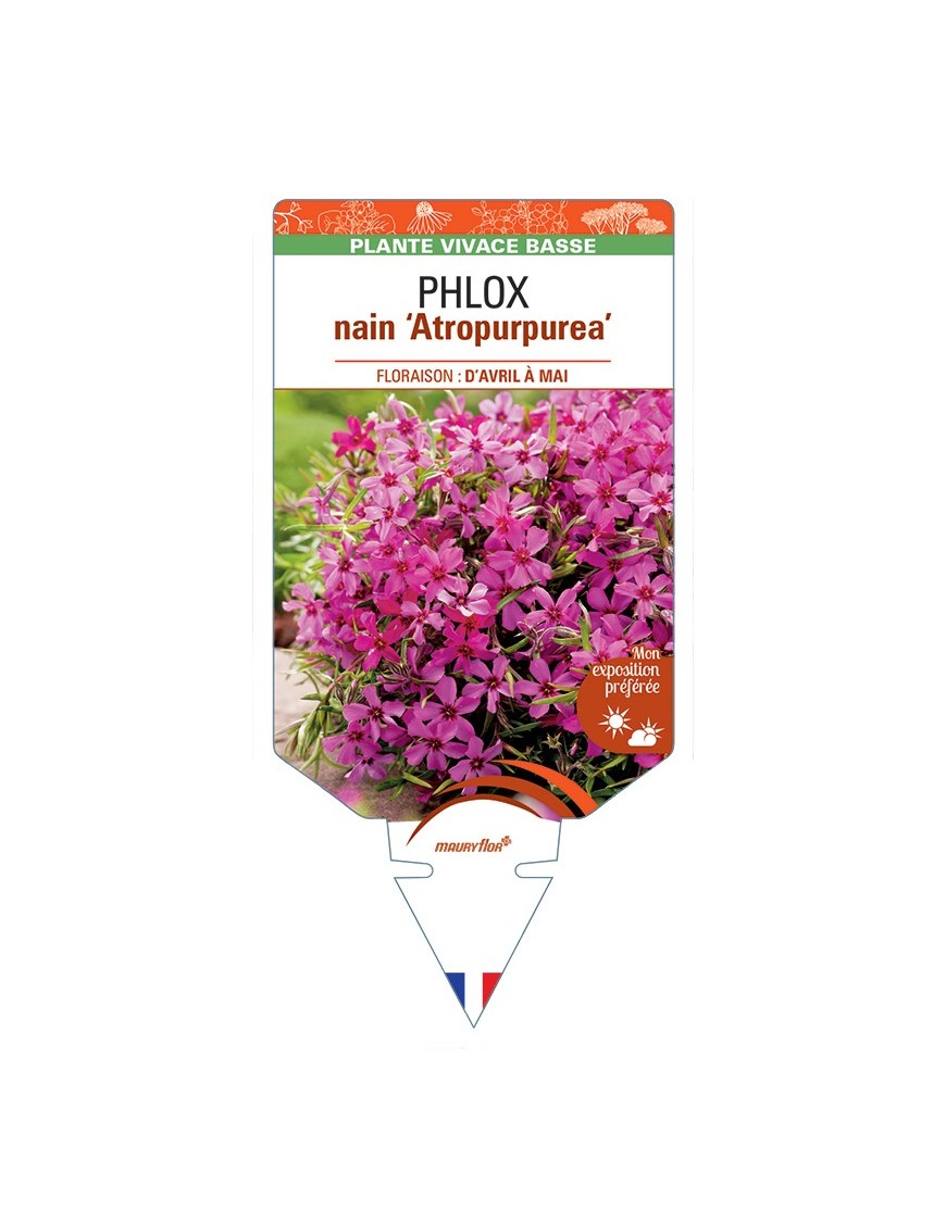 PHLOX nain (subulata) Atropurpurea