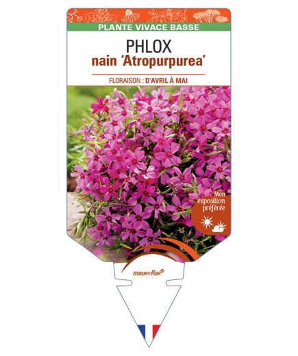 PHLOX nain (subulata) Atropurpurea