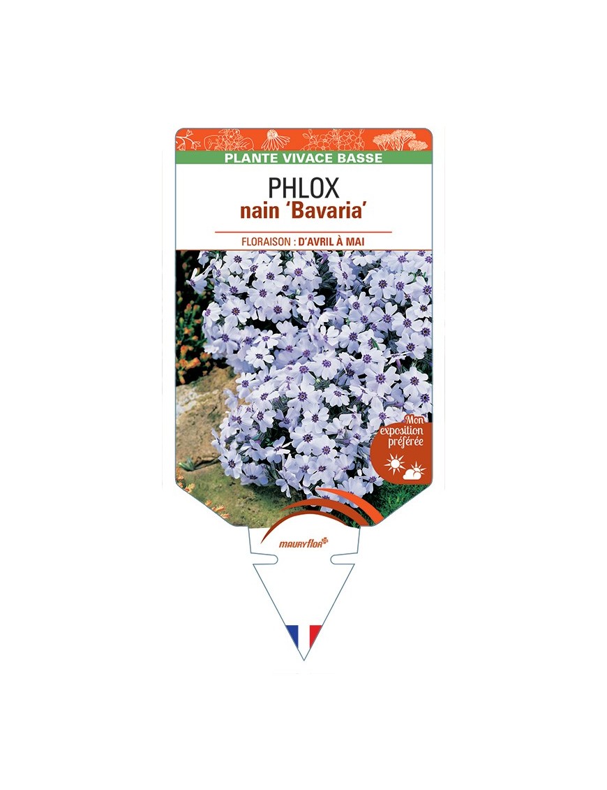 PHLOX nain (subulata) Bavaria