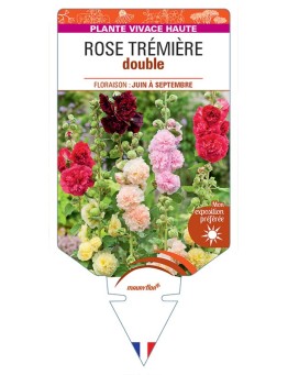 ROSE TRÉMIÈRE DOUBLE (varié) *