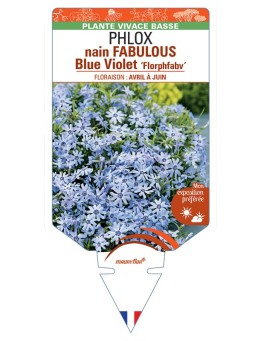PHLOX nain (subulata) FABULOUS Blue Violet Florphfabv