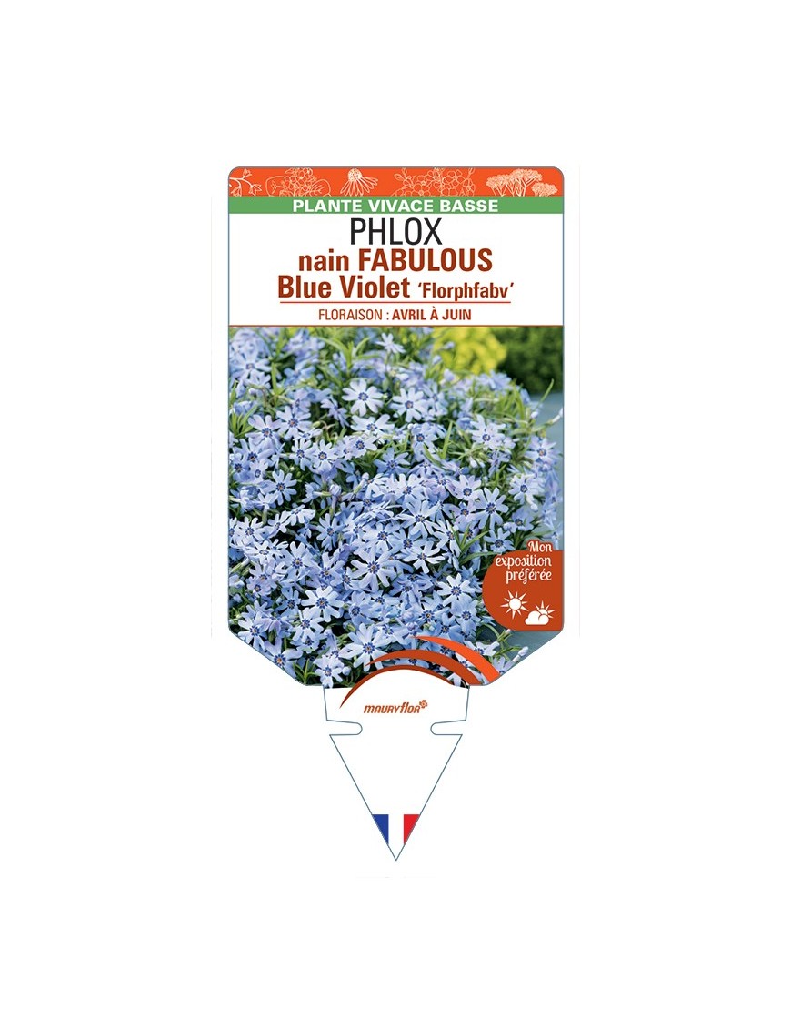 PHLOX nain (subulata) FABULOUS Blue Violet Florphfabv