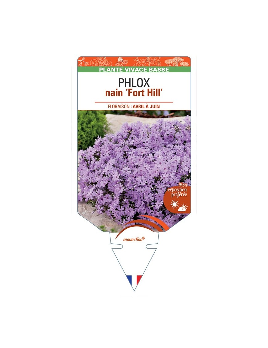 PHLOX nain (subulata) Fort Hill
