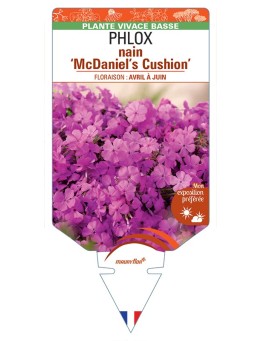 PHLOX nain (subulata) McDaniel's Cushion
