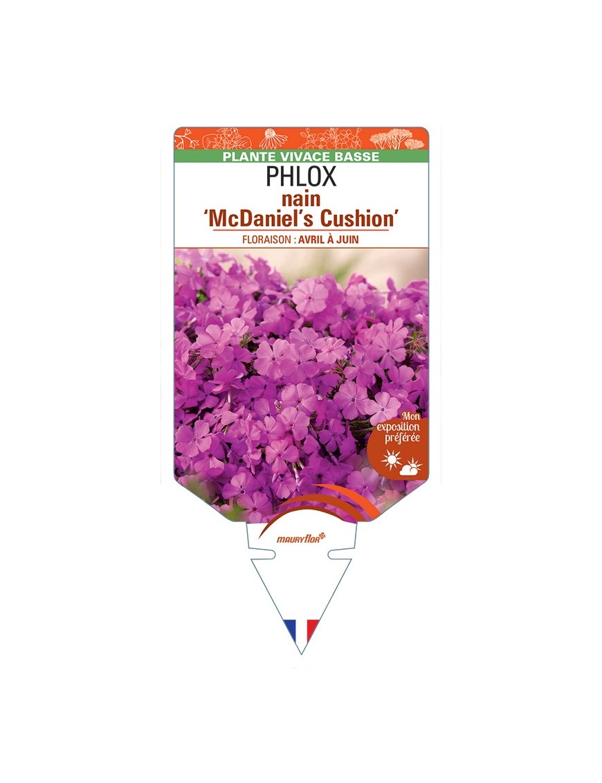 PHLOX nain (subulata) McDaniel's Cushion