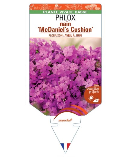 PHLOX nain (subulata) McDaniel's Cushion
