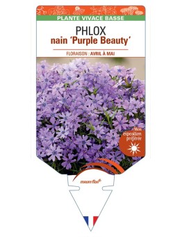 PHLOX nain (subulata) Purple Beauty