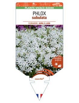 PHLOX subulata (blanc)
