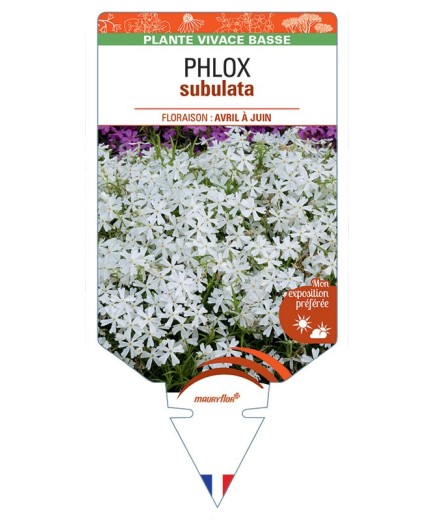 PHLOX subulata (blanc)