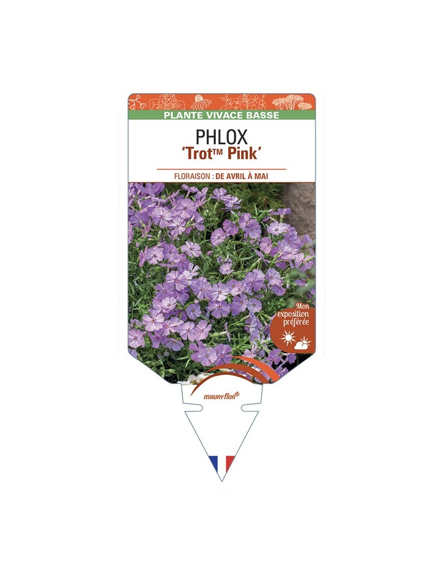 PHLOX TrotTM Pink
