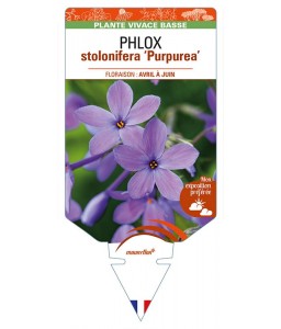 PHLOX stolonifera 'Purpurea'