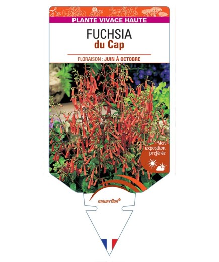 PHYGELIUS capensis voir Fuchsia du Cap (rouge orangé)