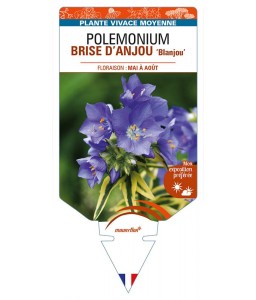 POLEMONIUM (caeruleum) BRISE D'ANJOU 'Blanjou'