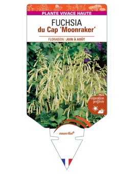 PHYGELIUS x rectus Moonraker voir Fuchsia du Cap