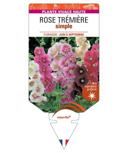 ROSE TRÉMIÈRE SIMPLE (varié)