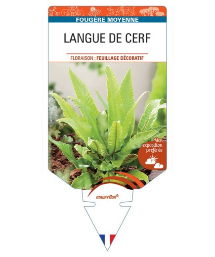 PHYLLITIS SCOLOPENDRIUM voir Langue de Cerf