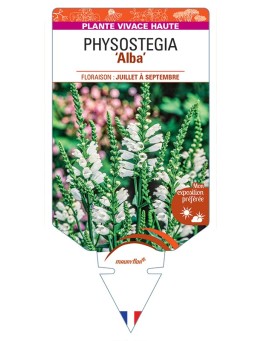PHYSOSTEGIA (virginiana) Alba