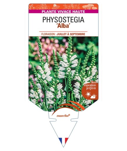 PHYSOSTEGIA (virginiana) Alba