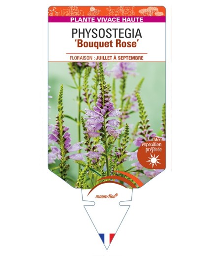 PHYSOSTEGIA (virginiana) Bouquet (rose)