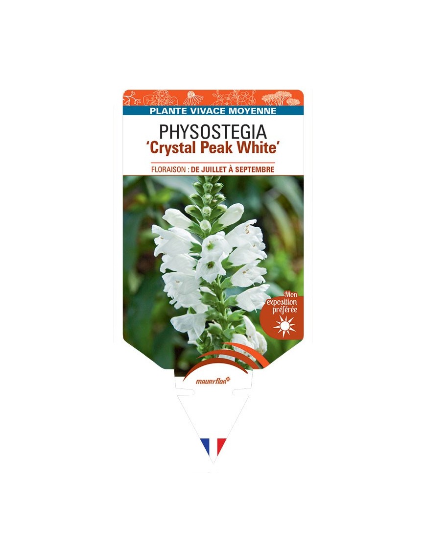 PHYSOSTEGIA Crystal Peak White