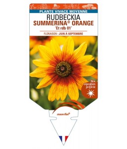 RUDBECKIA SUMMERINA® ORANGE 'Et rdb 01'