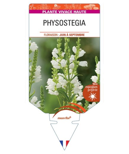 PHYSOSTEGIA VIRGINIANA (blanc)