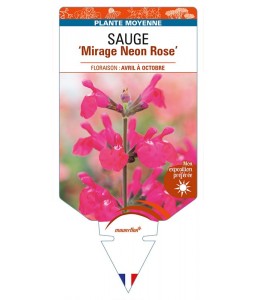 SALVIA ‘Mirage Neon Rose' voir SAUGE