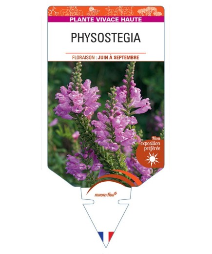 PHYSOSTEGIA VIRGINIANA (rose)