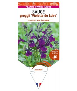 SALVIA greggii Violette de Loire voir SAUGE