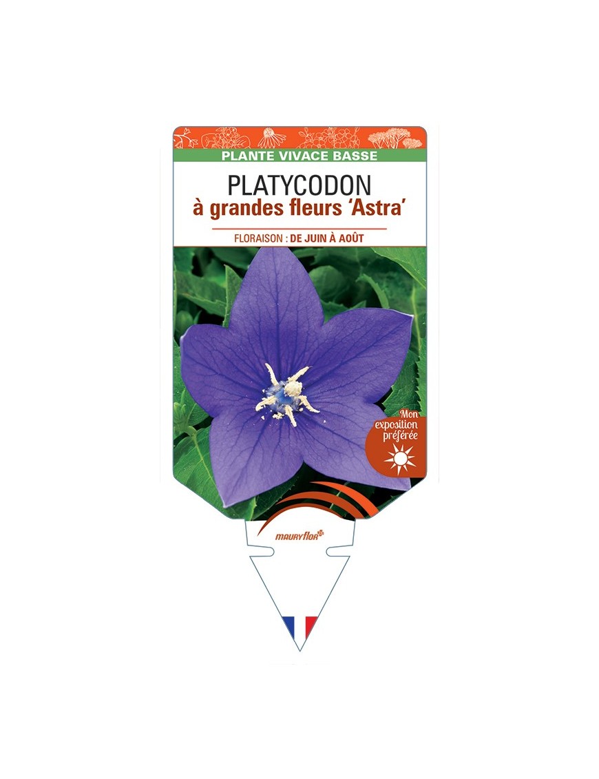 PLATYCODON à grandes fleurs Astra (bleu)