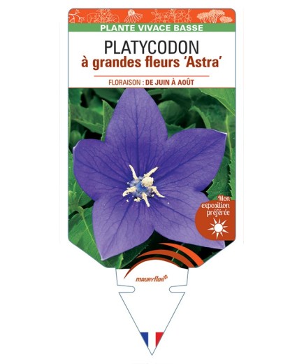 PLATYCODON à grandes fleurs Astra (bleu)