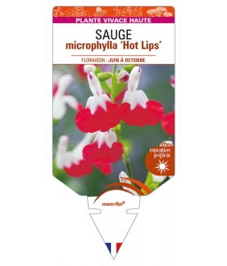 SALVIA microphylla 'Hot Lips' voir SAUGE