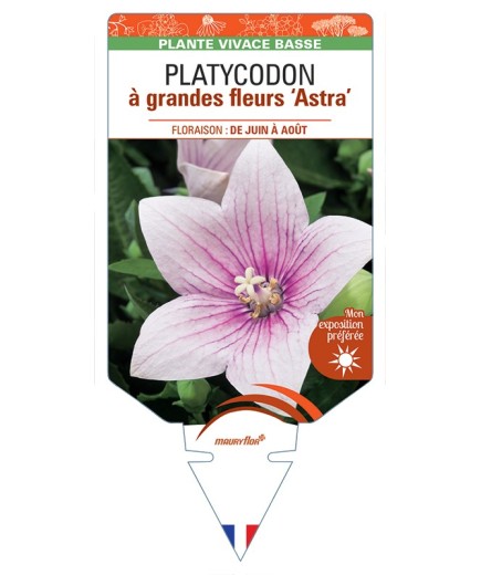 PLATYCODON à grandes fleurs Astra (rose)