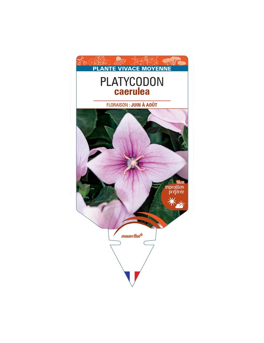 PLATYCODON caerulea (rose)