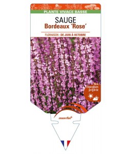 SALVIA superba Bordeaux 'Rose' voir SAUGE