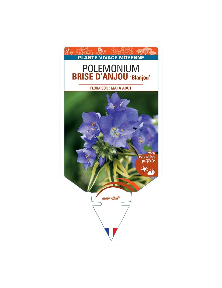 POLEMONIUM (caeruleum) BRISE DANJOU Blanjou